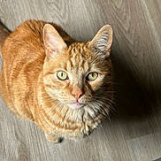 Oliver Random joined the competition — help win amazing prizes! cat, ginger_cat, tabby, pet, animal, feline, whiskers, green_eyes, looking_up, indoor, wooden_floor, fur, closeup, cute, domestic_cat, sitting, portrait, face, ears, nose