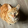 cat, ginger_cat, tabby, pet, animal, feline, whiskers, green_eyes, looking_up, indoor, wooden_floor, fur, closeup, cute, domestic_cat, sitting, portrait, face, ears, nose