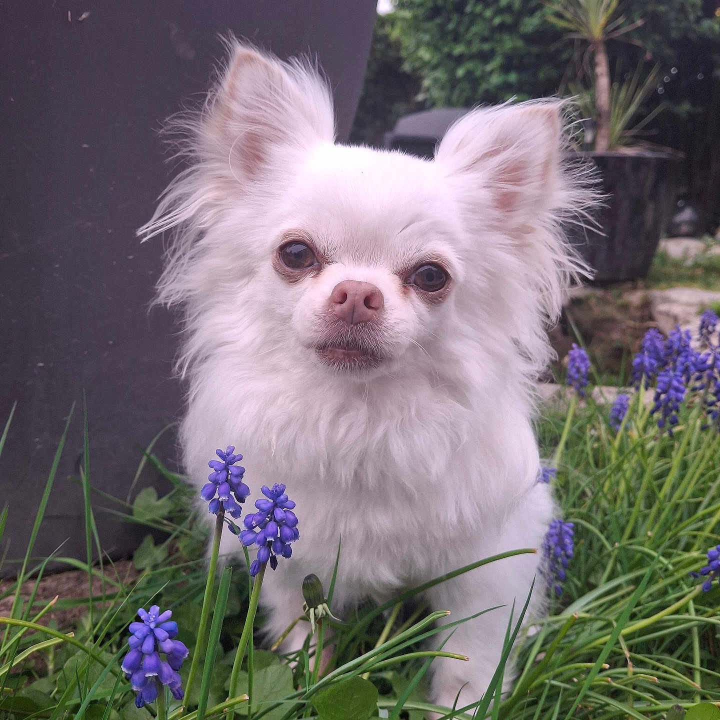 Bella participe au concours pour gagner de l'argent avec cette photo : animal, canine, close_up, curious, cute, dog, ears, flowers, fluffy, garden, grass, greenery, nature, outdoor, pet, plants, portrait, purple_flowers, small_dog, white_dog