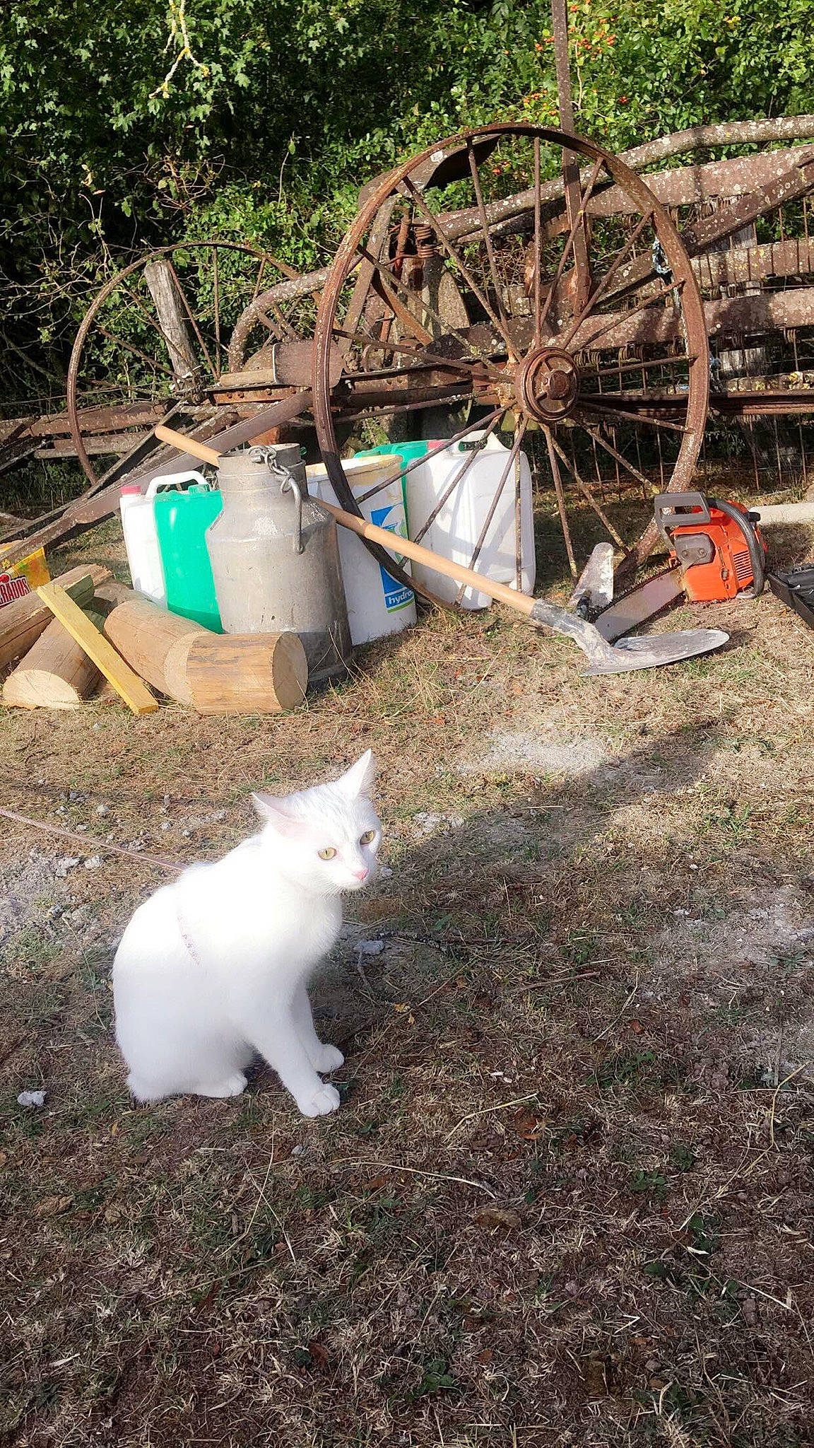 Pandore a rejoint le concours — aidez-le/la à gagner de superbes lots ! carnivore, cat, felidae, small_to_medium_sized_cats, turkish_angora, turkish_van