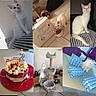 cat, white_cat, birthday, cake, gifts, cat_tree, tile_floor, collage, celebration, pet, indoor, food_bowl, wrapped_presents, feline, pets, happy, cute, posing, floor, table