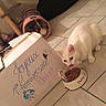 Pandore a rejoint le concours — aidez-le/la à gagner de superbes lots ! cat, white_cat, pet, food_bowl, birthday, cardboard_box, tile_floor, indoor, toy, cat_tunnel, celebration, handwritten_sign, feline, domestic_animal, cute, pet_food, home, play_area, floor, animal