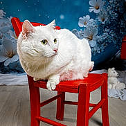Pandore a rejoint le concours — aidez-le/la à gagner de superbes lots ! cat, white_cat, red_chair, flower_background, indoor, pet, animal, feline, wooden_floor, decorative, still_life, portrait, cute, domestic_cat, green_eyes, fluffy, sitting, cozy, whiskers, soft_fur