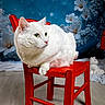cat, white_cat, red_chair, flower_background, indoor, pet, animal, feline, wooden_floor, decorative, still_life, portrait, cute, domestic_cat, green_eyes, fluffy, sitting, cozy, whiskers, soft_fur