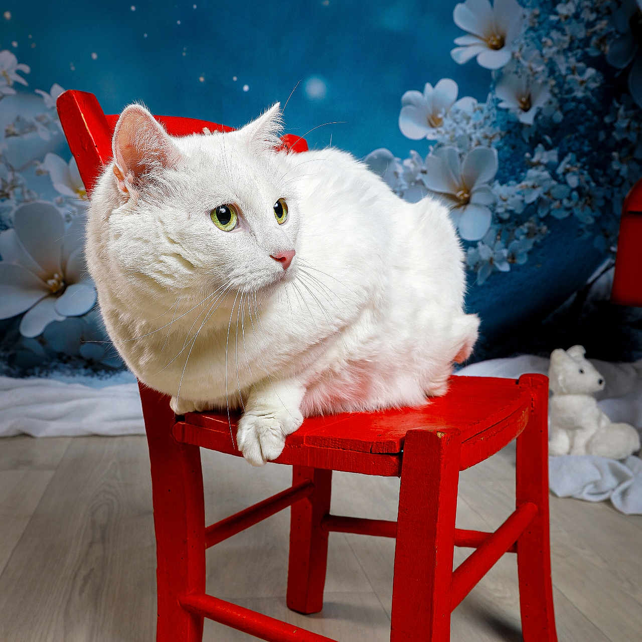 Pandore a rejoint le concours — aidez-le/la à gagner de superbes lots ! cat, white_cat, red_chair, flower_background, indoor, pet, animal, feline, wooden_floor, decorative, still_life, portrait, cute, domestic_cat, green_eyes, fluffy, sitting, cozy, whiskers, soft_fur