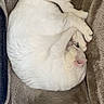 Pandore a rejoint le concours — aidez-le/la à gagner de superbes lots ! cat, white_cat, sleeping, curled_up, pet_bed, cozy, furry, indoor, relaxed, animal, cute, fur, resting, paw, tail, soft, domestic_cat, quiet, comfort, home