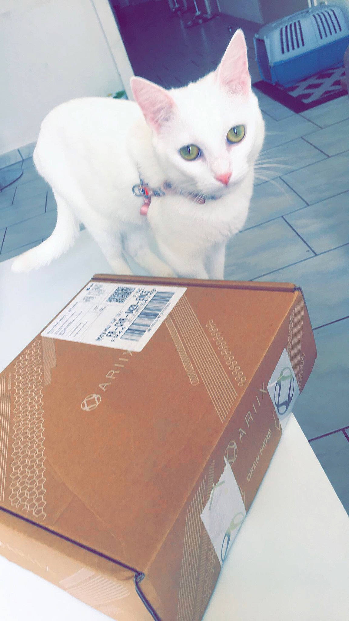 Pandore participe au concours pour gagner de l'argent avec cette photo : box, burmilla, cardboard, carnivore, carton, cat, domestic_short_haired_cat, felidae, khao_manee, kitten, packaging_and_labeling, paper, paper_product, small_to_medium_sized_cats, turkish_angora, whiskers