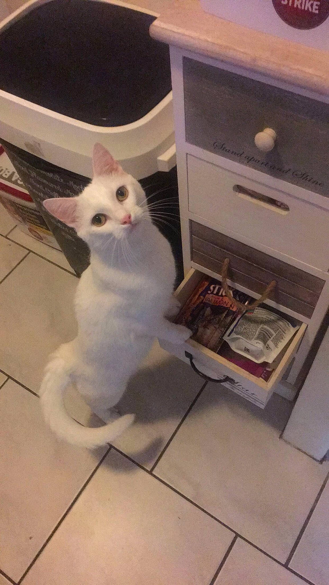 Pandore participe au concours pour gagner de l'argent avec cette photo : carnivore, cat, colorpoint_shorthair, cornish_rex, devon_rex, domestic_short_haired_cat, european_shorthair, felidae, khao_manee, kitten, small_to_medium_sized_cats, tail, turkish_angora, turkish_van, whiskers