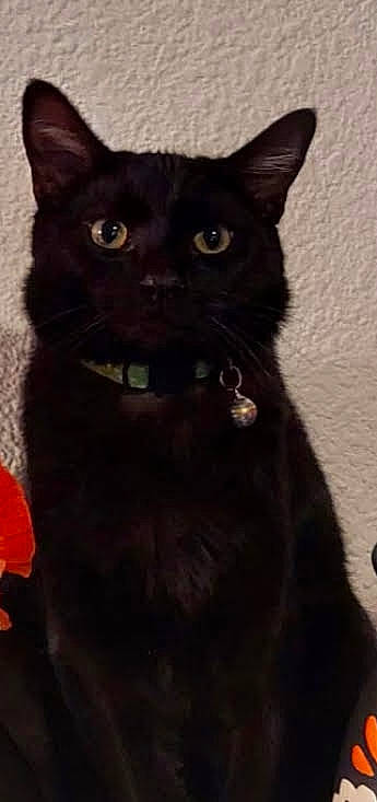 Bagheera