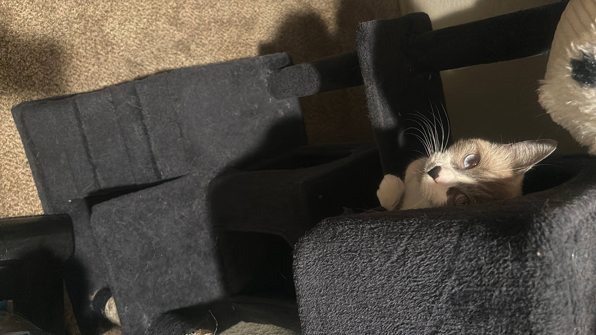 Marie joined the competition — help win amazing prizes! carnivore, cat, chair, claw, comfort, companion_dog, couch, domestic_short_haired_cat, fawn, felidae, fur, grey, human_leg, linens, paw, room, sitting, small_to_medium_sized_cats, tail, whiskers