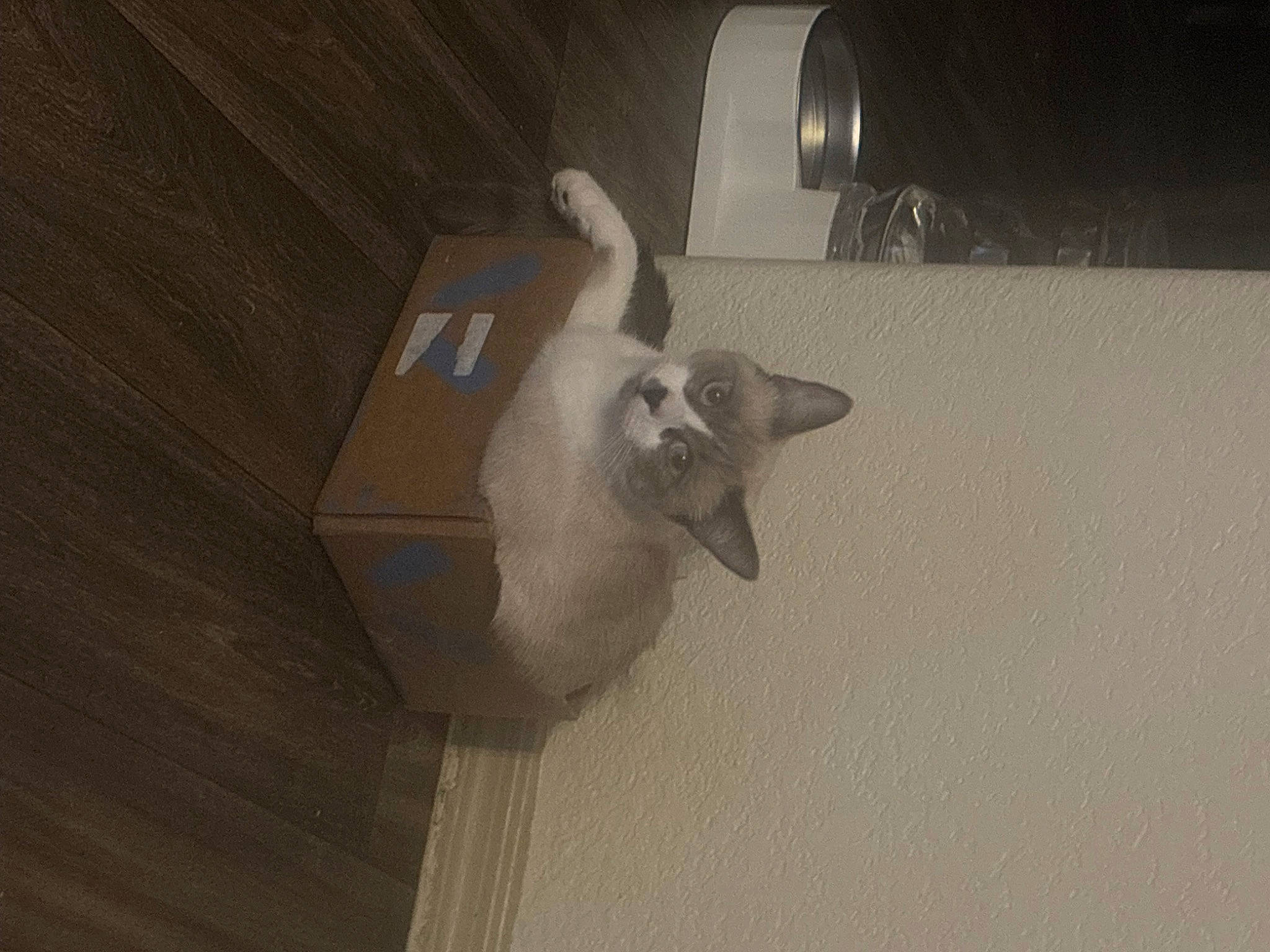 Marie joined the competition — help win amazing prizes! art, box, carton, ceiling, darkness, domestic_short_haired_cat, felidae, flooring, grey, hardwood, paw, plywood, room, shipping_box, small_to_medium_sized_cats, stairs, tail, whiskers, wing, wood