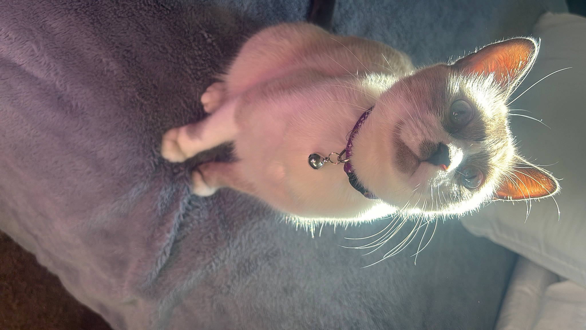 Marie joined the competition — help win amazing prizes! canidae, carnivore, cat, close_up, collar, dog_breed, ear, eyelash, fawn, felidae, foot, fur, gesture, human_leg, jaw, small_to_medium_sized_cats, snout, sporting_group, tail, whiskers