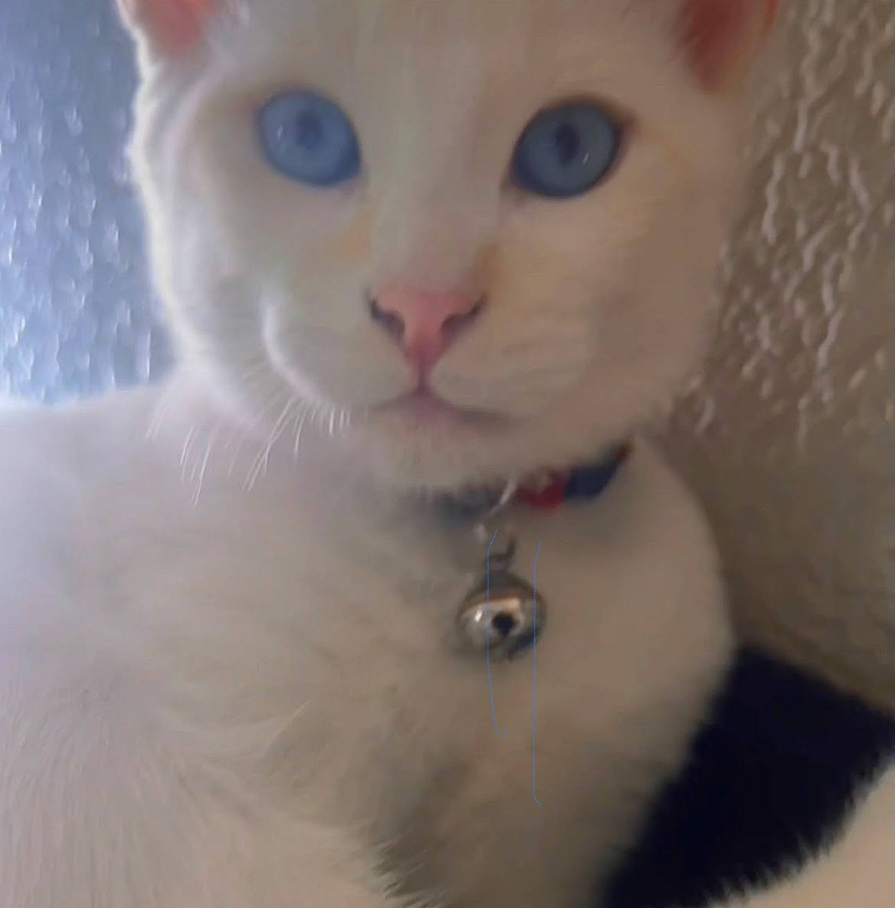 Berlioz joined the competition — help win amazing prizes! carnivore, cat, close_up, collar, domestic_short_haired_cat, ear, eye, eyelash, fawn, felidae, fur, iris, nose, paw, small_to_medium_sized_cats, snout, tail, terrestrial_animal, whiskers