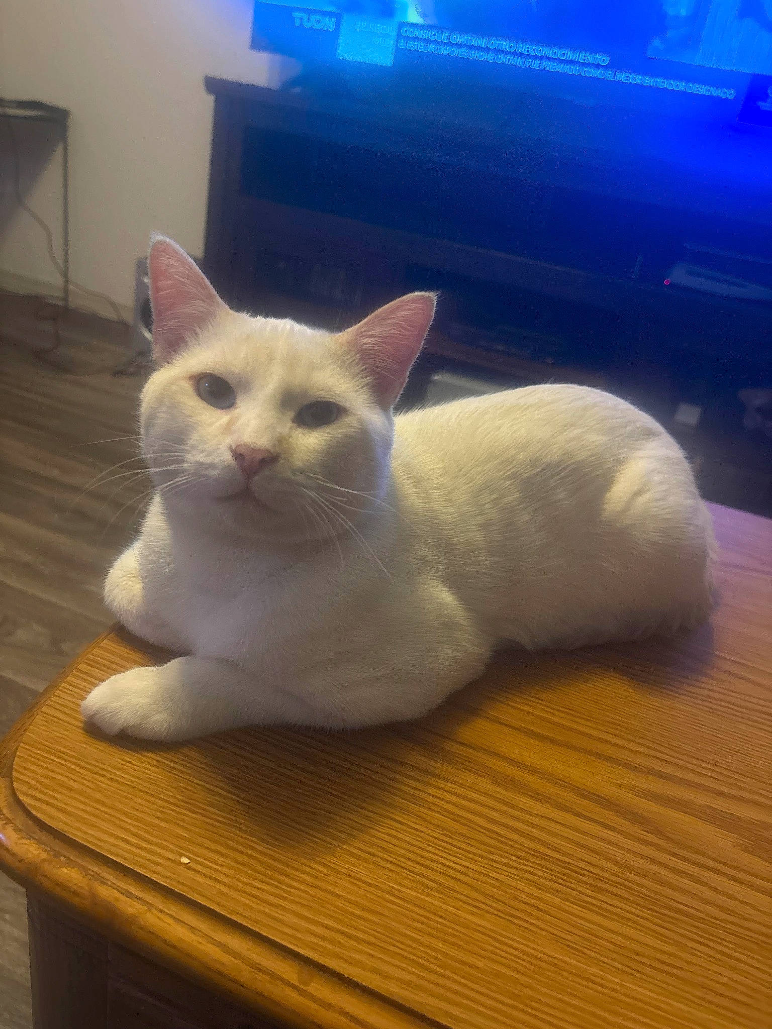 Berlioz joined the competition — help win amazing prizes! carnivore, cat, comfort, computer_keyboard, domestic_short_haired_cat, fawn, felidae, flooring, fur, hardwood, paw, sitting, small_to_medium_sized_cats, snout, tail, terrestrial_animal, whiskers, wood