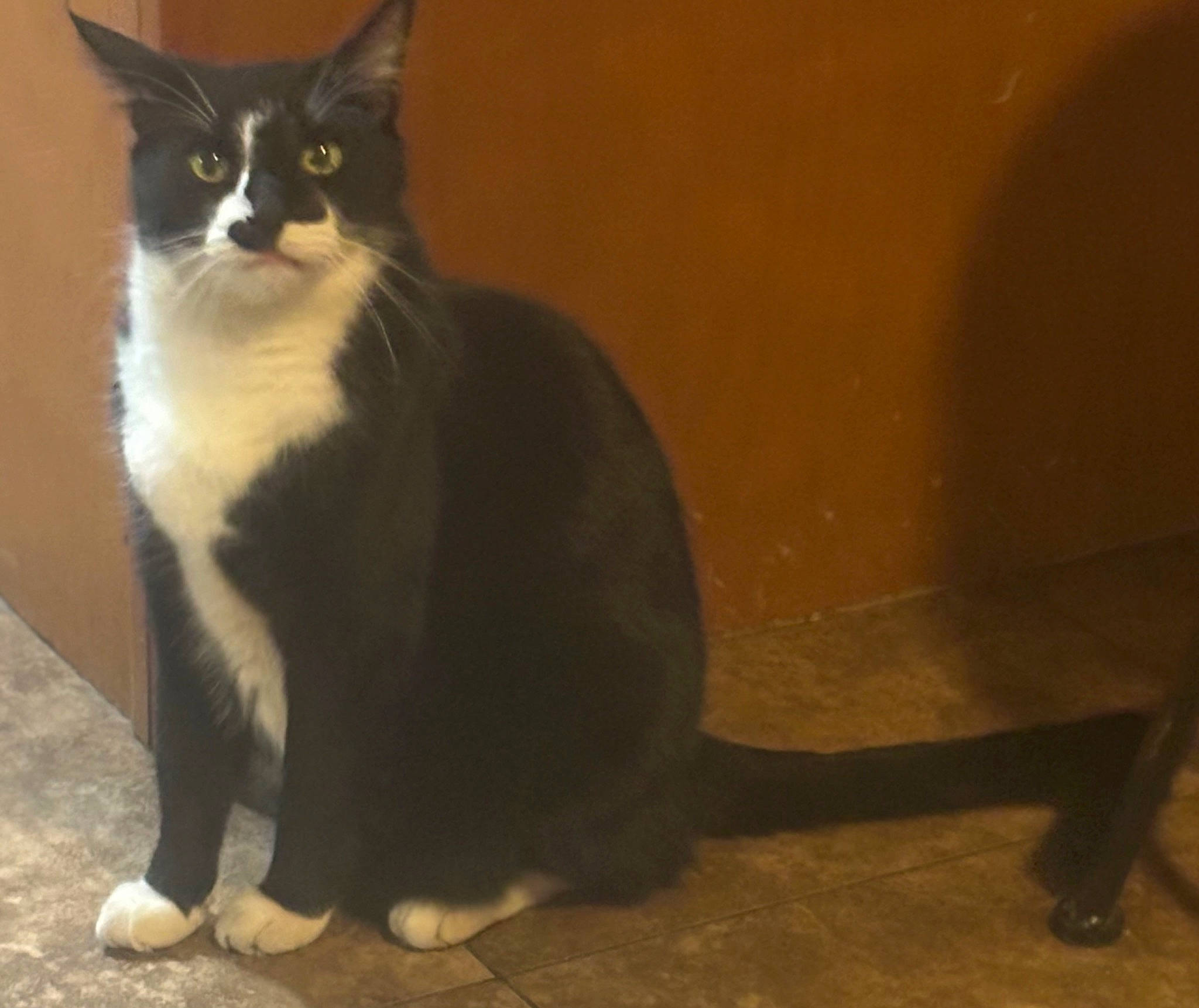 Fluffy is registered to the contest to win money with this photo: black_cat, carnivore, cat, domestic_short_haired_cat, eye, felidae, flooring, fur, head, paw, road_surface, shadow, small_to_medium_sized_cats, snout, tail, terrestrial_animal, whiskers, window, wood