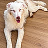 Bleueween participe au concours pour gagner de l'argent avec cette photo : dog, puppy, white_dog, fluffy, lying_down, wooden_floor, indoors, pet, animal, portrait, tongue_out, happy, smiling, blue_eyes, pink_nose, long_fur, tail, paws, home, floor