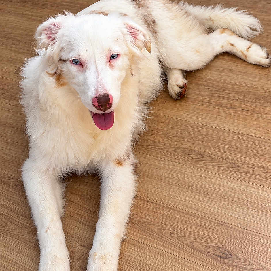 Bleueween participe au concours pour gagner de l'argent avec cette photo : dog, puppy, white_dog, fluffy, lying_down, wooden_floor, indoors, pet, animal, portrait, tongue_out, happy, smiling, blue_eyes, pink_nose, long_fur, tail, paws, home, floor