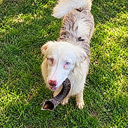 Bleueween a rejoint le concours — aidez-le/la à gagner de superbes lots ! dog, puppy, white_dog, fluffy, blue_eyes, outdoor, grass, garden, greenery, sunlight, stick, fetch, pet, animal, portrait, looking_up, standing, long_hair, collie_mix, playful