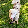 dog, puppy, white_dog, fluffy, blue_eyes, outdoor, grass, garden, greenery, sunlight, stick, fetch, pet, animal, portrait, looking_up, standing, long_hair, collie_mix, playful