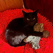 Plume participe au concours pour gagner de l'argent avec cette photo : cat, black_cat, pet, animal, feline, yellow_eyes, sitting, lying_down, stuffed_animal, plush_toy, red_blanket, shaggy_blanket, indoor, cozy, portrait, closeup, wooden_background, dark_fur, whiskers, relaxed