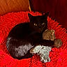 black_cat, cat, feline, pet, animal, lying_down, cuddling, stuffed_animal, teddy_bear, red_blanket, shaggy_texture, cozy, indoors, home, wood_panel, dark_fur, yellow_eyes, relaxed, portrait, playful