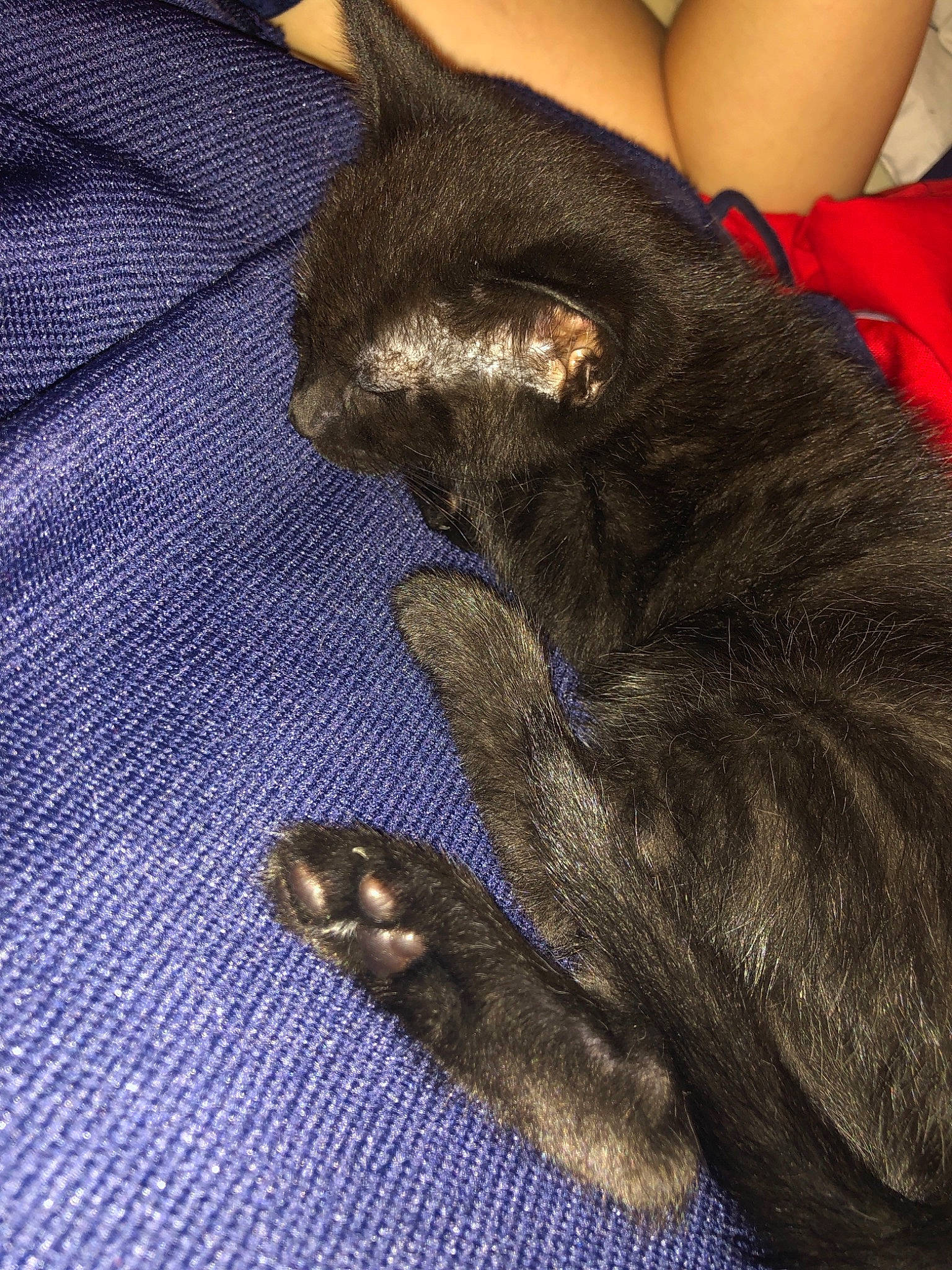 Plume a rejoint le concours — aidez-le/la à gagner de superbes lots ! asian, black_cat, carnivore, cat, claw, domestic_short_haired_cat, fawn, felidae, fur, german_rex, hand, havana_brown, kitten, korat, paw, polydactyl_cat, small_to_medium_sized_cats, tail, whiskers