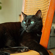Nala participe au concours pour gagner de l'argent avec cette photo : black_cat, cat, green_eyes, pet, animal, indoors, wooden_chair, cushion, furniture, relaxing, close_up, whiskers, domestic_cat, resting, cute, feline, portrait, calm, household, cozy