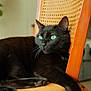 black_cat, cat, green_eyes, pet, animal, indoors, wooden_chair, cushion, furniture, relaxing, close_up, whiskers, domestic_cat, resting, cute, feline, portrait, calm, household, cozy