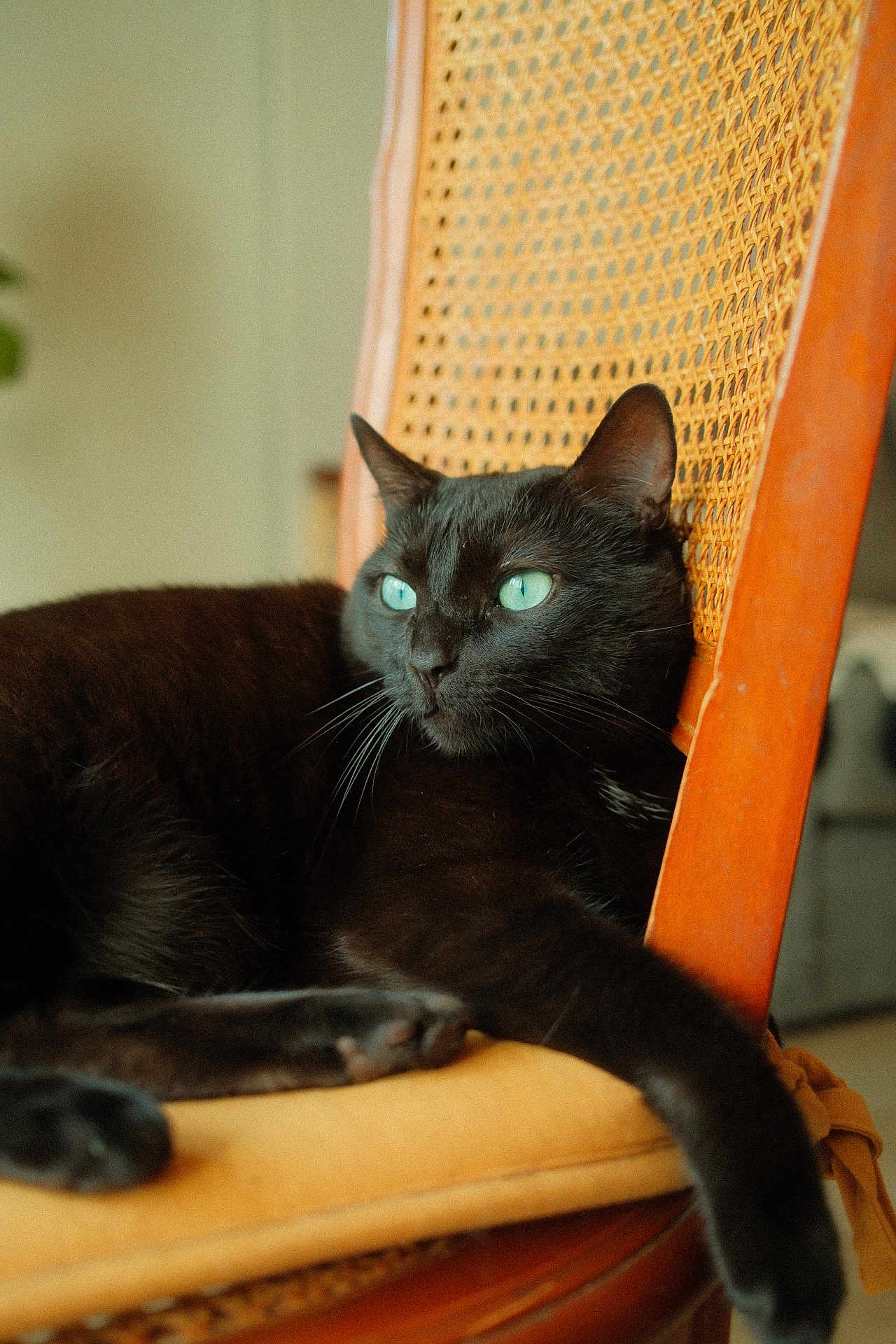 Nala participe au concours pour gagner de l'argent avec cette photo : black_cat, cat, green_eyes, pet, animal, indoors, wooden_chair, cushion, furniture, relaxing, close_up, whiskers, domestic_cat, resting, cute, feline, portrait, calm, household, cozy