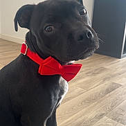 Vaïka participe au concours pour gagner de l'argent avec cette photo : dog, black_dog, bow_tie, red_bow_tie, pet, indoor, wooden_floor, sitting, looking, curious, canine, animal, collar, portrait, cute, domestic_animal, fur, ears, floor, house