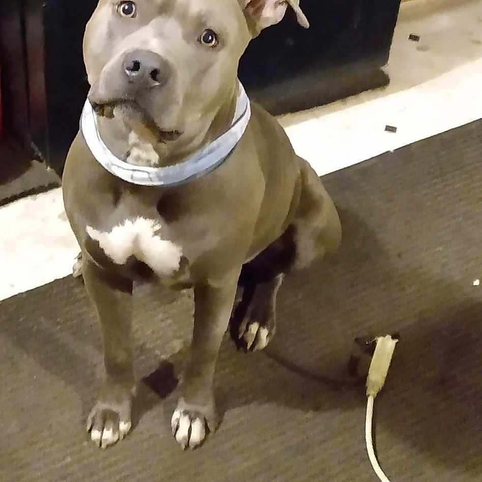 Deano joined the competition — help win amazing prizes! accessories, animal, bostonbull, boxer, bulldog, canine, dog, frenchbulldog, hound, indoors, interiordesign, leash, pet, pitbull, plywood, puppy, snout, strap, whitedog, wood