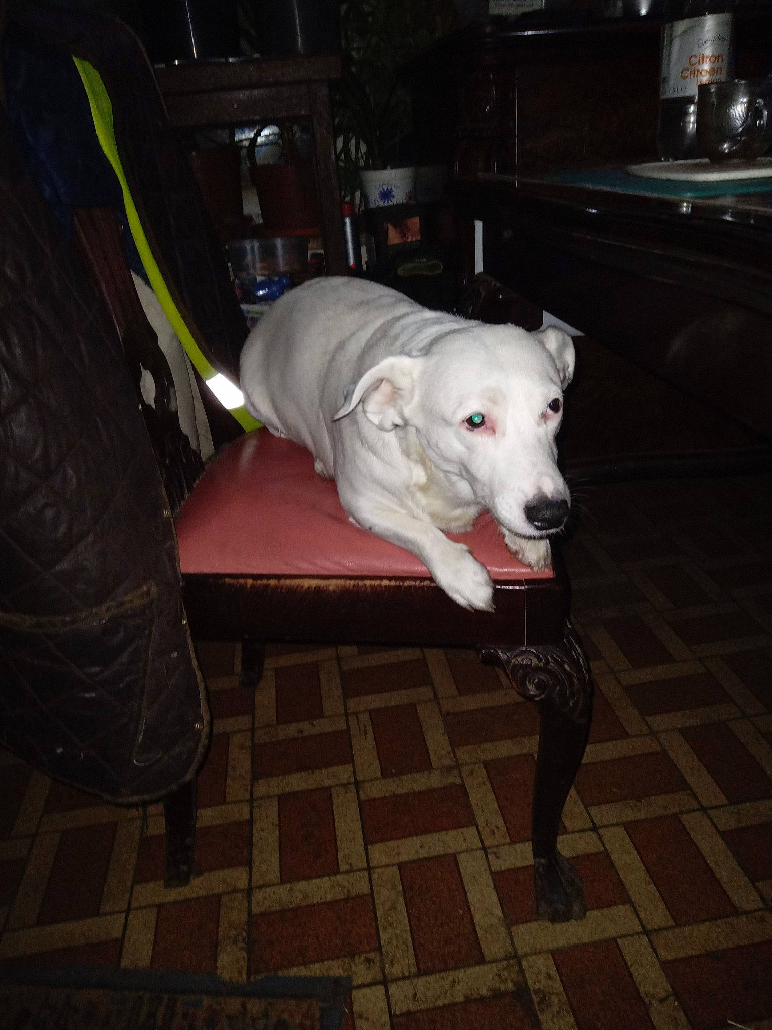 Beauty participe au concours pour gagner de l'argent avec cette photo : cabinetry, carnivore, collar, companion_dog, darkness, dog, dog_breed, dog_supply, drawer, fawn, flooring, fur, kitchen_appliance, pet_supply, road_surface, sidewalk, snout, tail, whiskers, working_animal