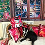 dog, black_and_white, couch, pillows, christmas, holiday, decorations, snow, window, blanket, indoor, festive, present, wrapped_gift, radiator, relaxed, pet, animal, cute, winter