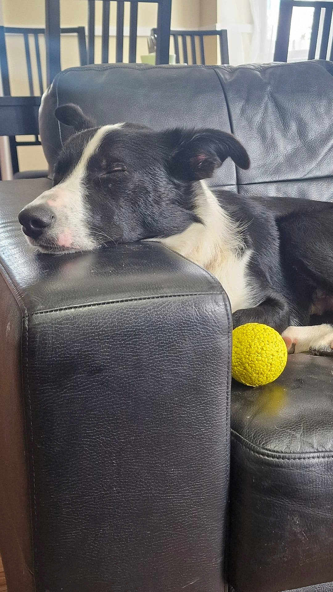 Finn is registered to the contest to win money with this photo: dog, sleeping, black_and_white, leather_couch, yellow_ball, indoor, pet, resting, furniture, relaxation, domestic_animal, living_room, quiet, cozy, black_chairs, window_light, soft_light, side_view, animal, calm