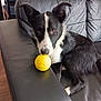 Finn joined the competition — help win amazing prizes! dog, black_and_white, couch, leather, yellow_ball, indoor, pet, animal, ears, face, looking, relaxed, armrest, wooden_floor, furniture, domestic, companion, playing, curious, sitting