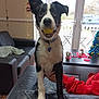 Finn joined the competition — help win amazing prizes! dog, ball, living_room, couch, leather, window, table, cup, candle, decorations, person, red_clothing, ear_up, black_and_white, pet, indoor, furniture, floor, light, playful
