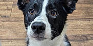Finn is registered to the contest to win money with this photo: dog, black_and_white, ears, collar, pet, animal, canine, fur, indoor, flooring, wood_floor, portrait, looking_up, close_up, alert, domestic_animal, mammal, whiskers, snout, brown_eyes