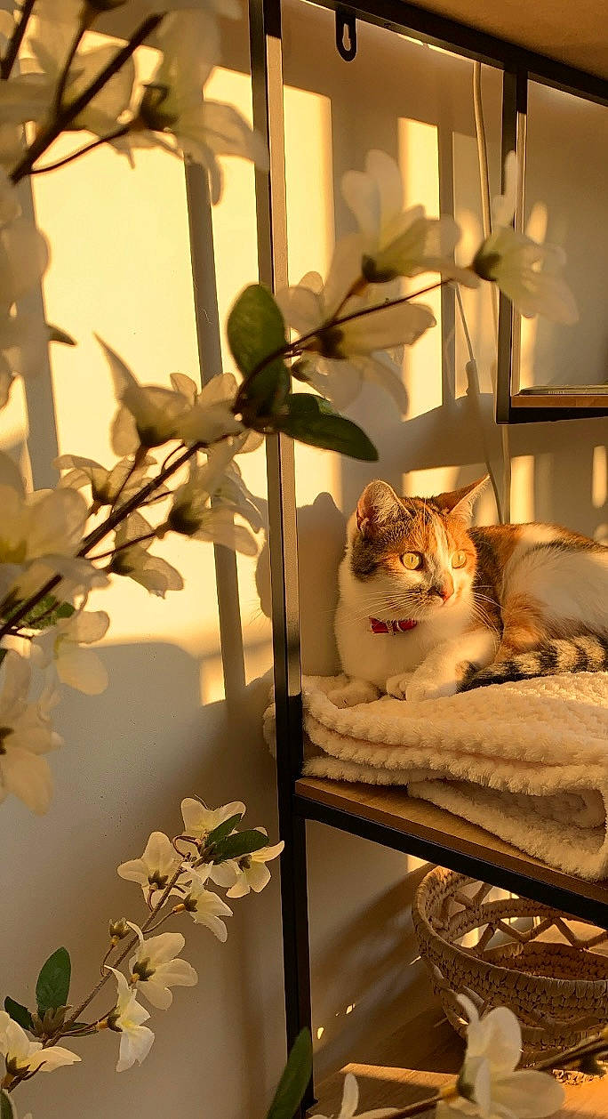 Bulma a rejoint le concours — aidez-le/la à gagner de superbes lots ! carnivore, cat, comfort, fawn, felidae, flowerpot, houseplant, interior_design, light, metal, plant, room, small_to_medium_sized_cats, stairs, textile, tints_and_shades, tree, twig, whiskers, wood