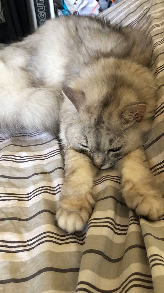 Sylver participe au concours pour gagner de l'argent avec cette photo : asian, carnivore, cat, domestic_long_haired_cat, fawn, felidae, fur, kitten, maine_coon, nap, norwegian_forest_cat, paw, persian, polydactyl_cat, siberian, sky, sleep, small_to_medium_sized_cats, snout, whiskers