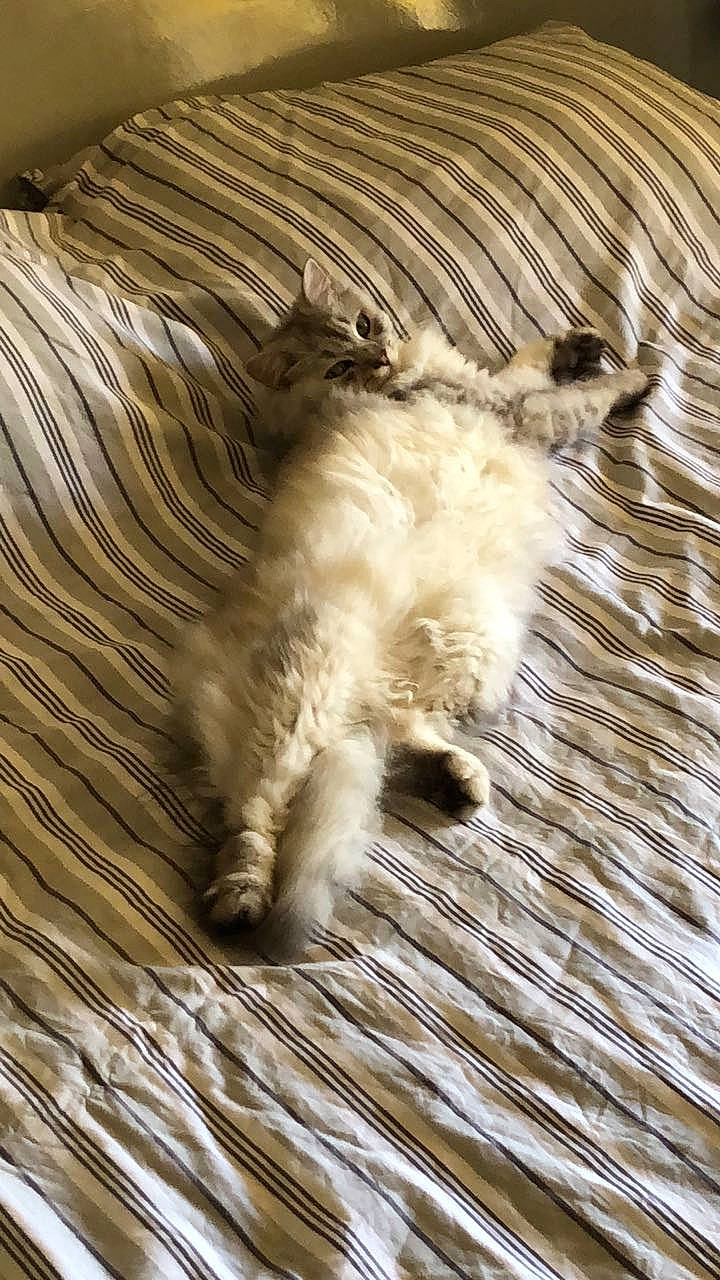 Sylver a rejoint le concours — aidez-le/la à gagner de superbes lots ! balinese, carnivore, cat, domestic_long_haired_cat, fawn, felidae, fur, glen_of_imaal_terrier, kitten, norwegian_forest_cat, ragamuffin, ragdoll, small_to_medium_sized_cats, tail, whiskers