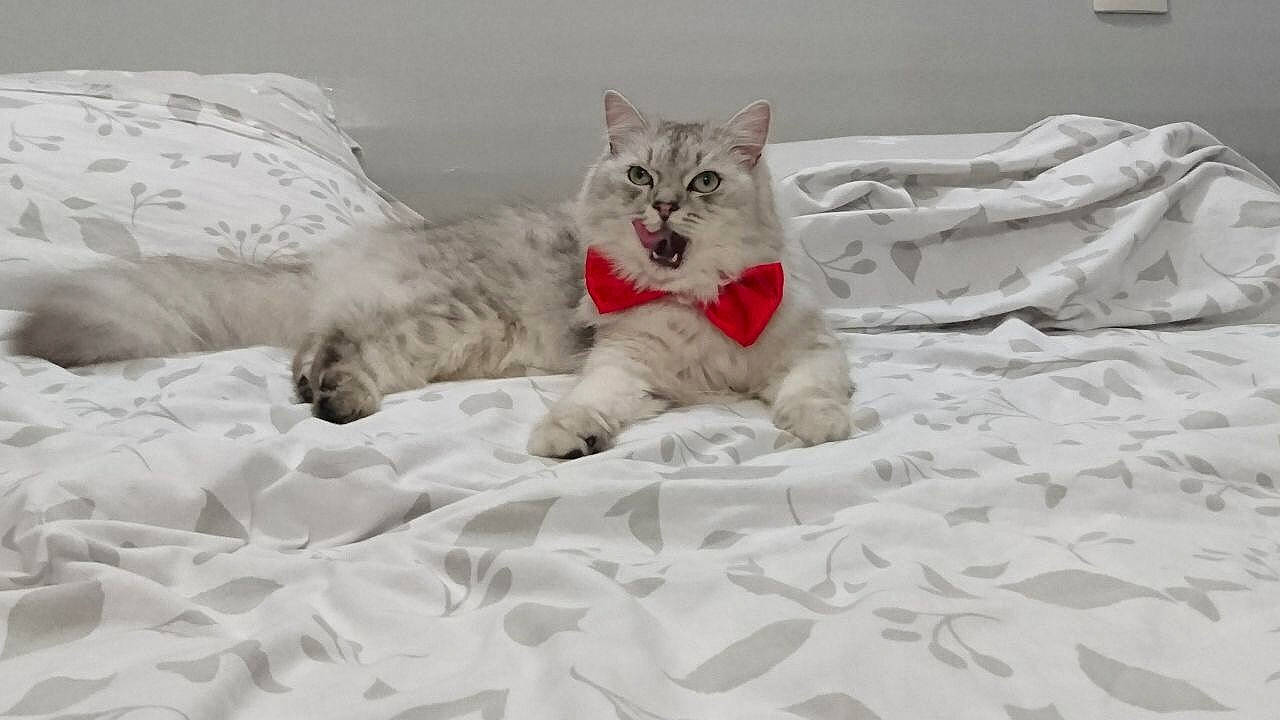 Sylver participe au concours pour gagner de l'argent avec cette photo : bed_sheet, carnivore, cat, domestic_short_haired_cat, felidae, fur, kitten, ragdoll, small_to_medium_sized_cats, turkish_angora, whiskers