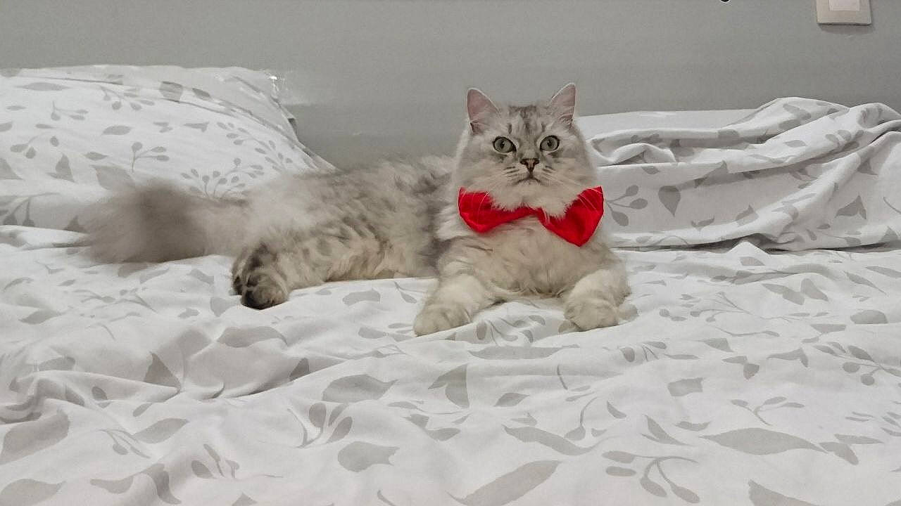 Sylver a rejoint le concours — aidez-le/la à gagner de superbes lots ! aegean_cat, american_shorthair, asian, bed_sheet, british_longhair, british_semi_longhair, british_shorthair, carnivore, cat, domestic_short_haired_cat, european_shorthair, felidae, fur, kitten, mammal, persian, siberian, small_to_medium_sized_cats, tabby_cat, whiskers