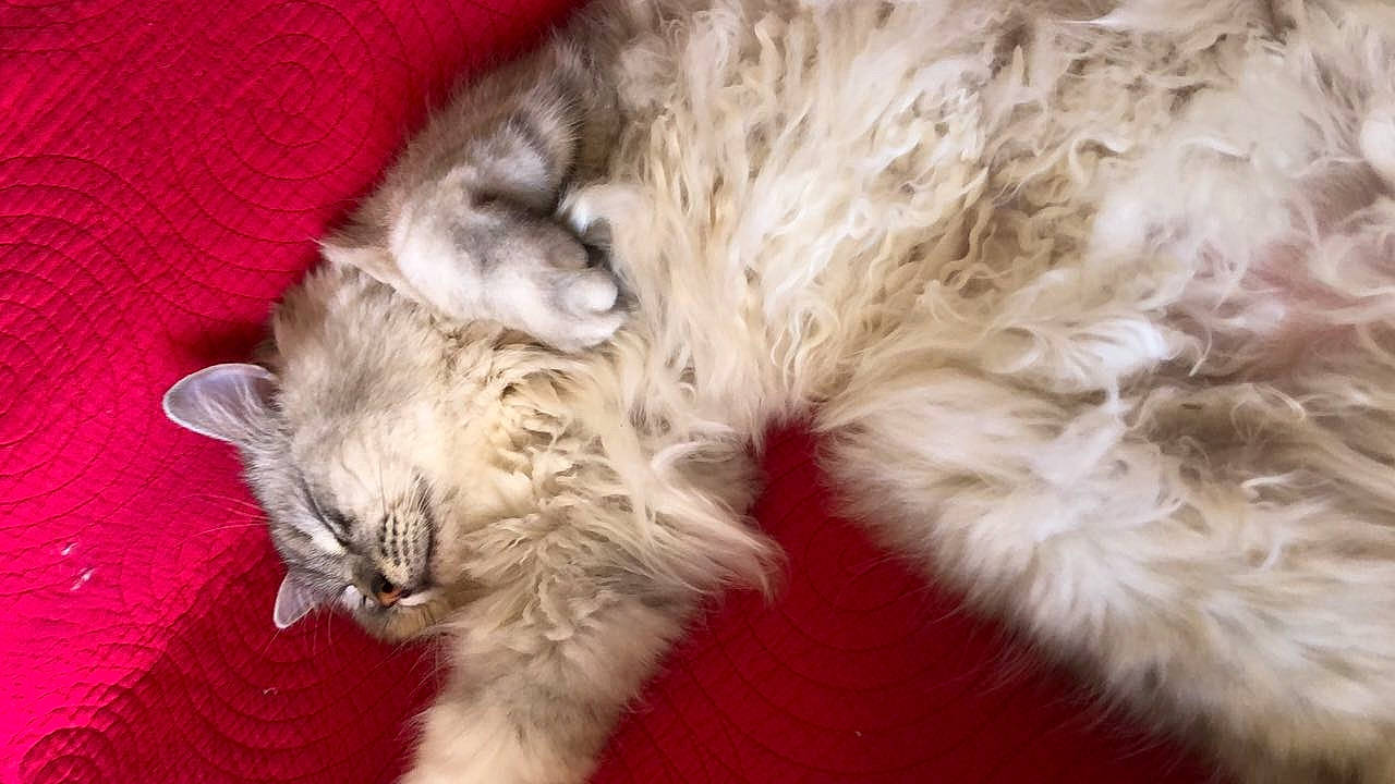 Sylver a rejoint le concours — aidez-le/la à gagner de superbes lots ! american_curl, asian_semi_longhair, british_longhair, british_semi_longhair, carnivore, cat, domestic_long_haired_cat, felidae, fur, kitten, laperm, mammal, norwegian_forest_cat, oriental_longhair, ragamuffin, ragdoll, selkirk_rex, siberian, small_to_medium_sized_cats, whiskers