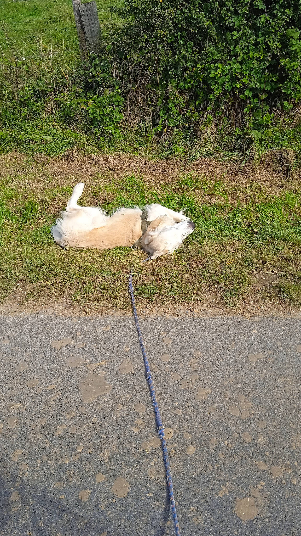 Giejoe participe au concours pour gagner de l'argent avec cette photo : asphalt, canidae, carnivore, companion_dog, dog, dog_breed, fashion_accessory, fawn, grass, grass_family, leash, plant, road_surface, sidewalk, snout, soil, sporting_group, tail, terrestrial_animal, working_animal