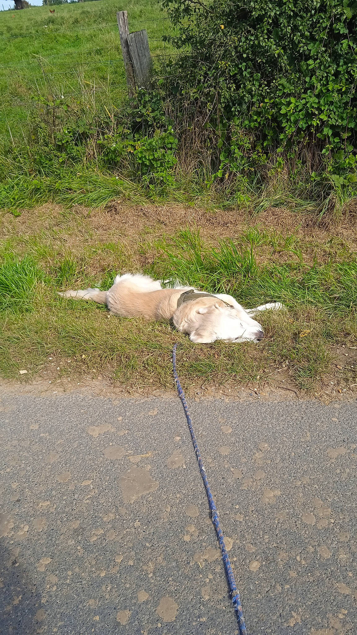 Giejoe participe au concours pour gagner de l'argent avec cette photo : asphalt, concrete, fashion_accessory, flagstone, flooring, grass, groundcover, plant, road, road_surface, shadow, sidewalk, snout, soil, sporting_group, tail, tar, tree, umbrella, working_animal