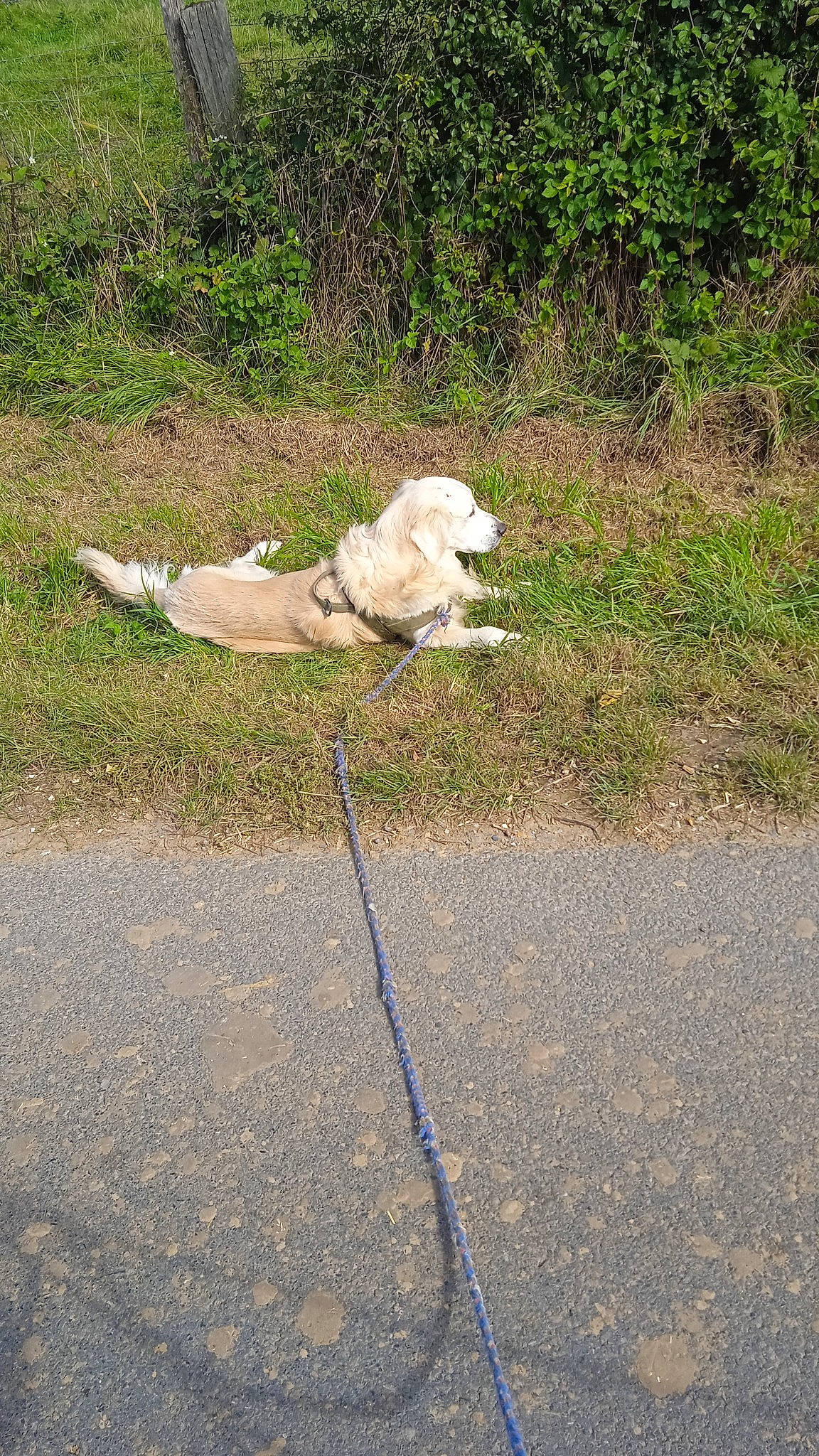 Giejoe a rejoint le concours — aidez-le/la à gagner de superbes lots ! asphalt, carnivore, companion_dog, concrete, dog, dog_breed, dog_collar, fawn, grass, leash, plant, retriever, road_surface, shadow, sidewalk, snout, soil, sporting_group, tail, working_animal