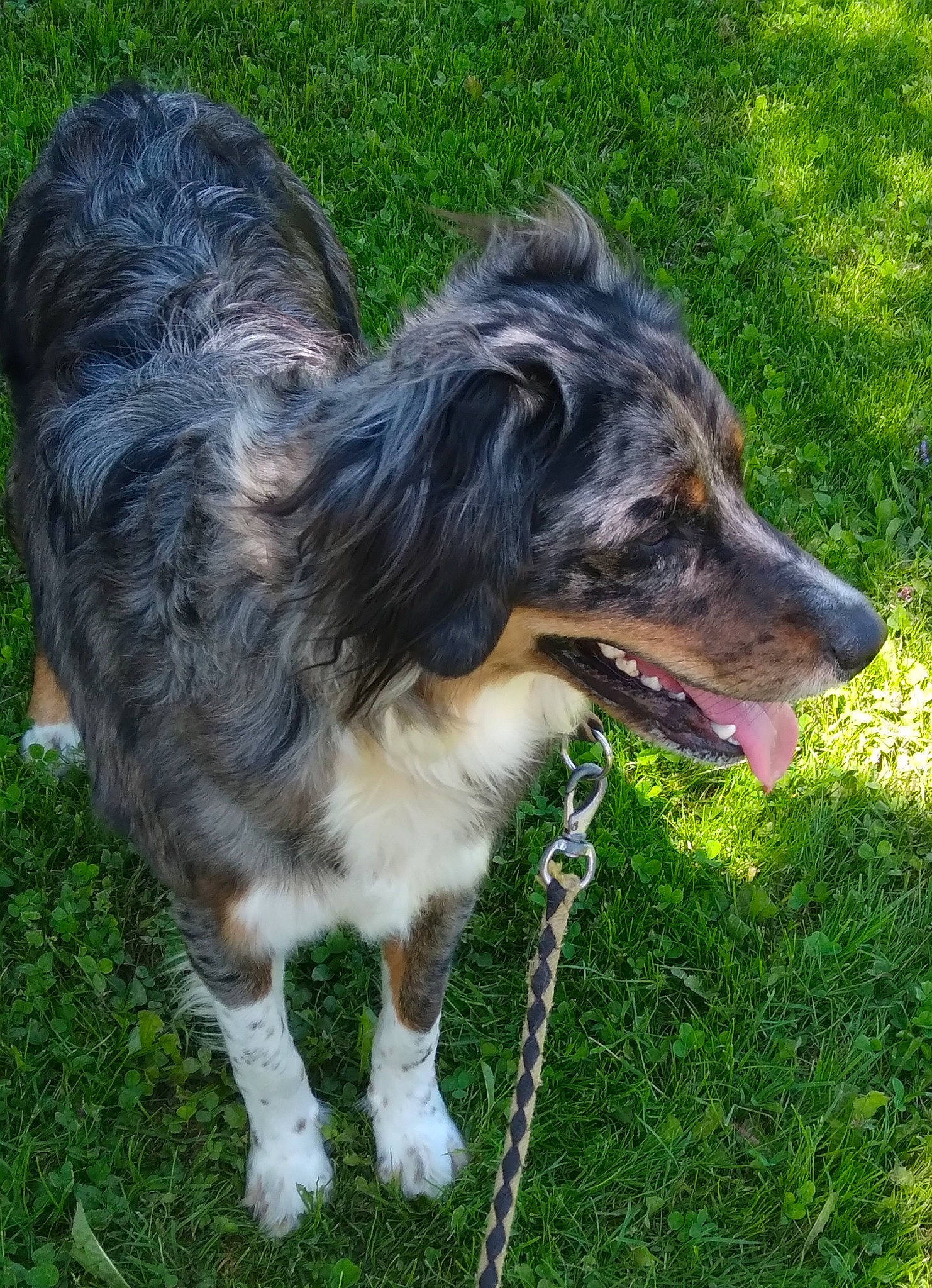 Jules a rejoint le concours — aidez-le/la à gagner de superbes lots ! ancient_dog_breeds, canidae, carnivore, collar, companion_dog, dog, dog_breed, dog_collar, fur, grass, herding_dog, leash, plant, snout, sporting_group, tail, terrestrial_animal, whiskers, working_animal, working_dog