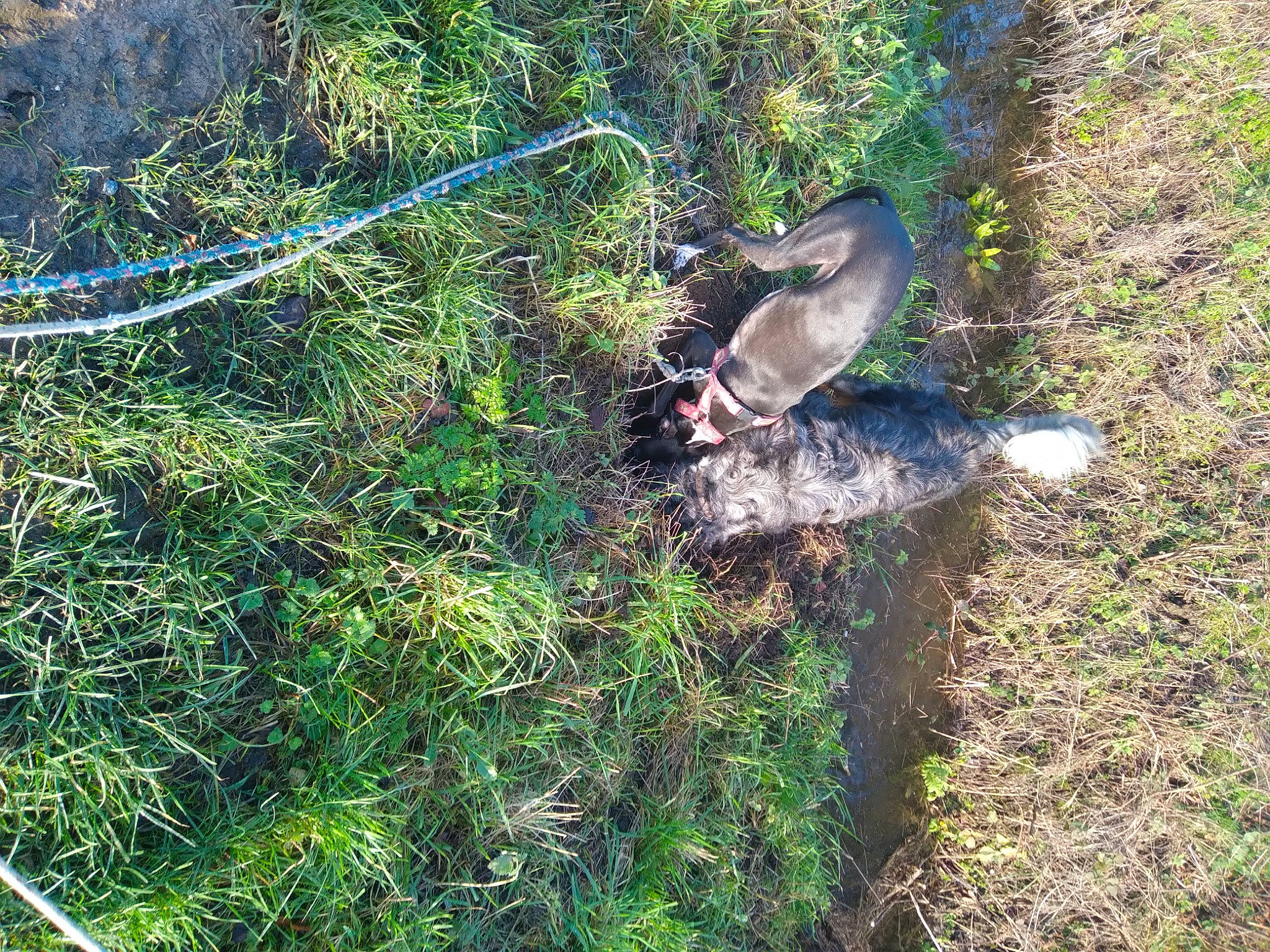 Jules participe au concours pour gagner de l'argent avec cette photo : grass, grass_family, groundcover, plant, plant_community, shrub, shrubland, soil, sporting_group, terrestrial_plant, tree
