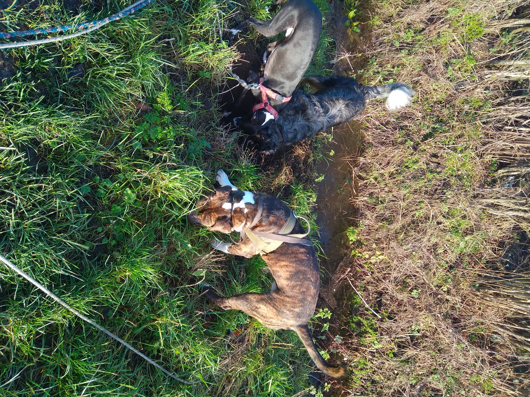 Jules participe au concours pour gagner de l'argent avec cette photo : carnivore, companion_dog, dog, dog_breed, fawn, grass, grass_family, groundcover, plant, shadow, soil, sporting_group, tail, terrestrial_animal, tree, wildlife