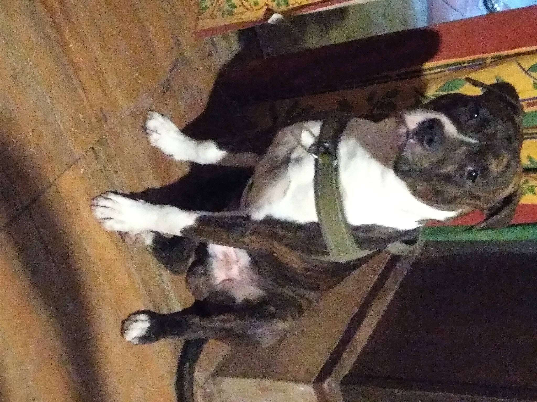 Ghost a rejoint le concours — aidez-le/la à gagner de superbes lots ! canidae, carnivore, collar, comfort, companion_dog, dog, dog_breed, dog_collar, fawn, flooring, fur, hardwood, paw, sporting_group, tail, terrestrial_animal, whiskers, wood, wood_stain, working_animal